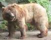 The Bear Tournament in Pistoia