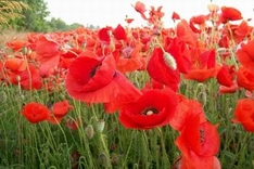 Nature parks of Tuscany